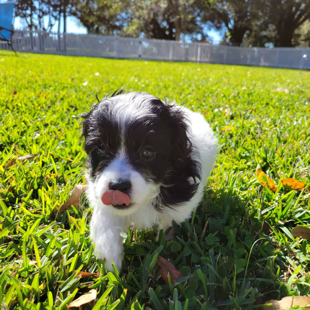 White and black maltipoo puppy running in green grass