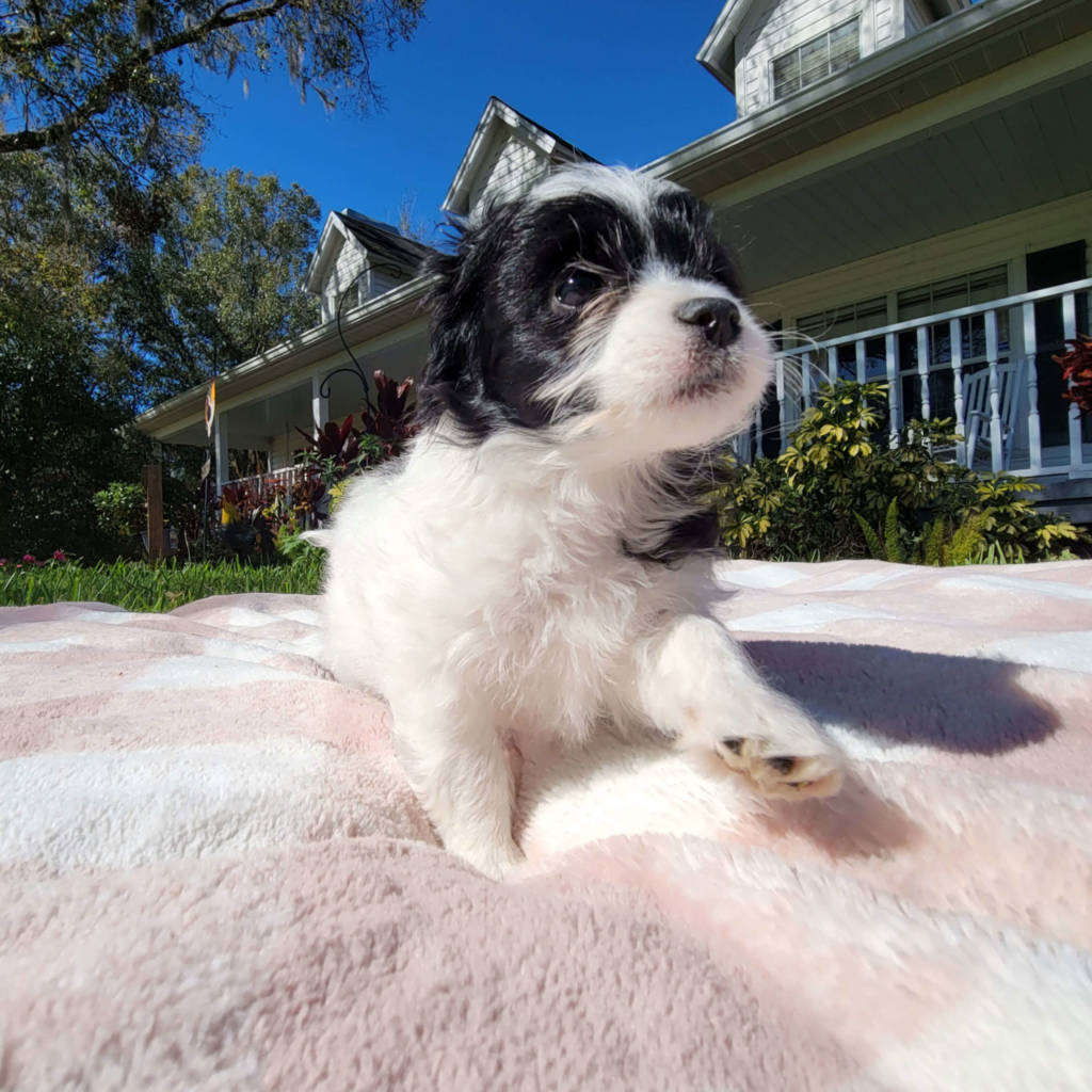 White and black maltipoo puppy sitting on pink blanket