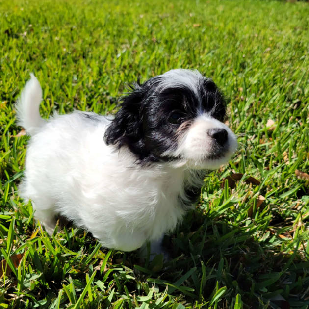 White and black maltipoo puppy standing in green grass