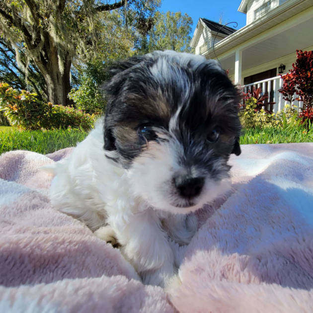 Black and white maltipoo puppy laying on blanket