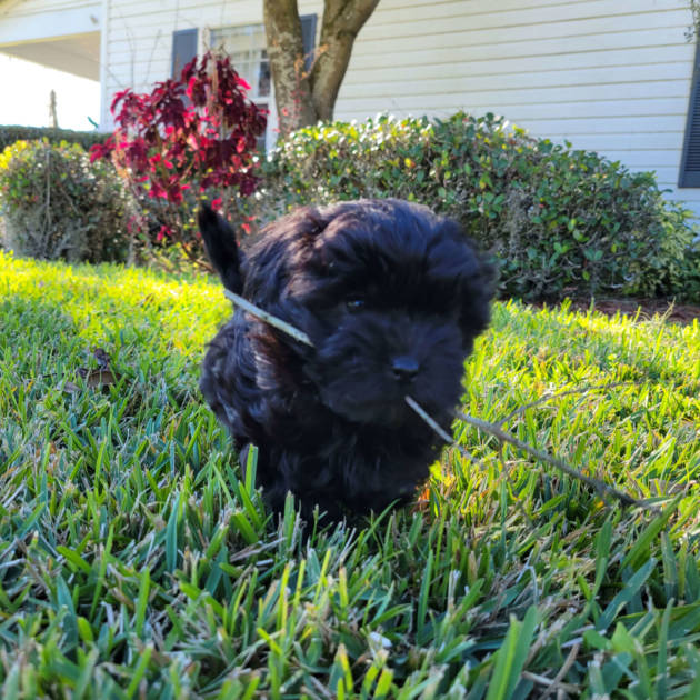Black maltipoo puppy with stick in month running in green grass