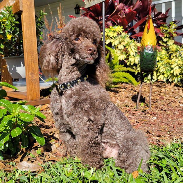 Brown poodle setting outside in grass