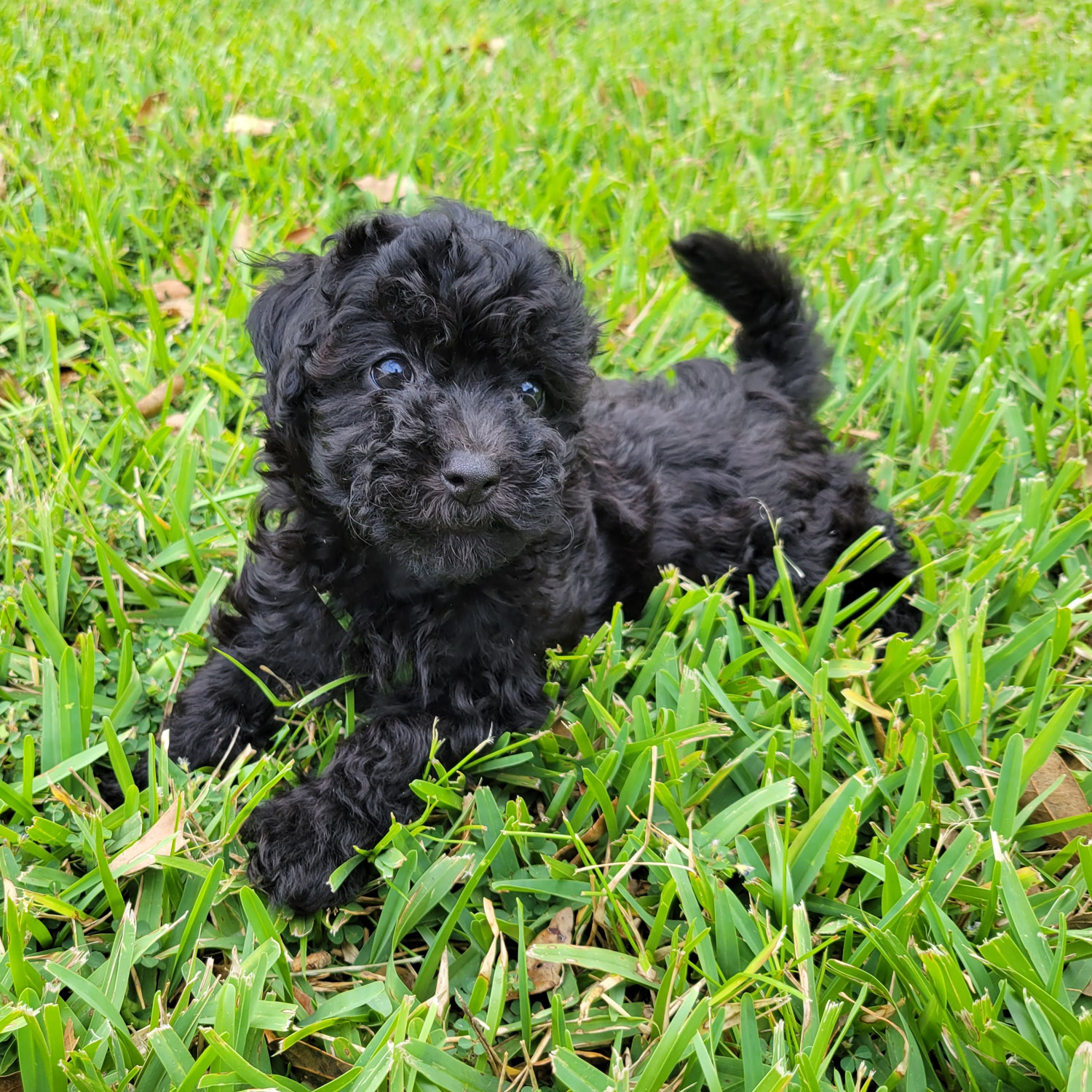 Black-Maltipoo-Puppy (1)