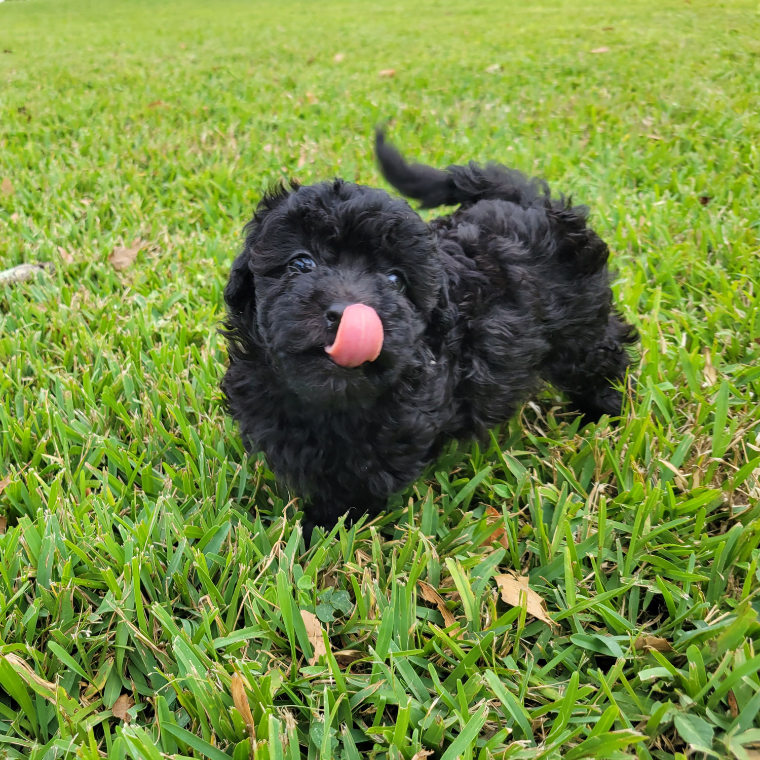 Black-Maltipoo-Puppy (2)