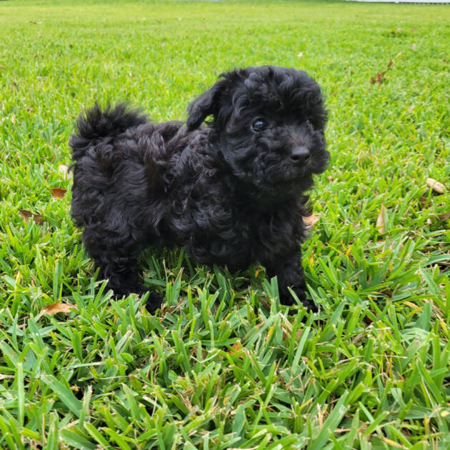 Black-Maltipoo-Puppy (3)