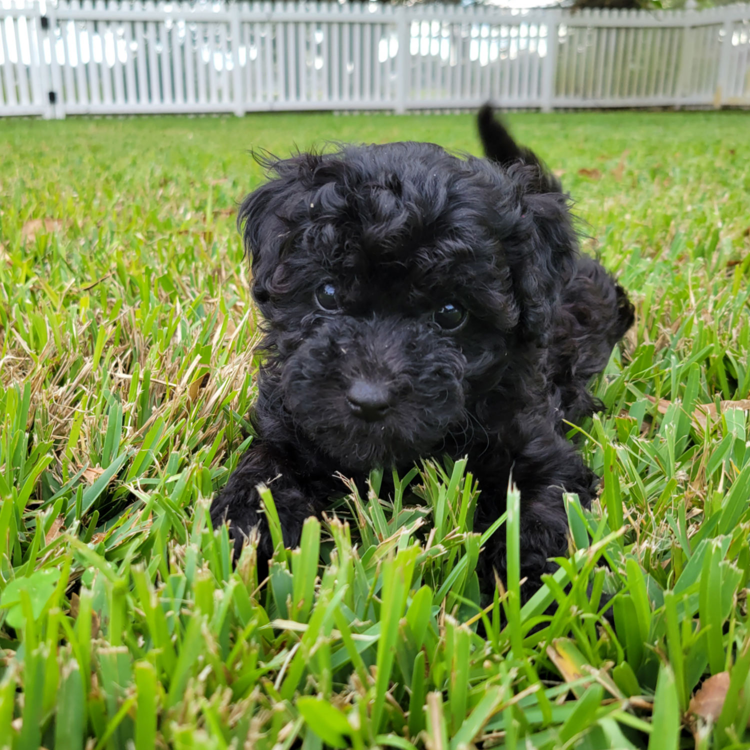 Black-Maltipoo-Puppy (4)