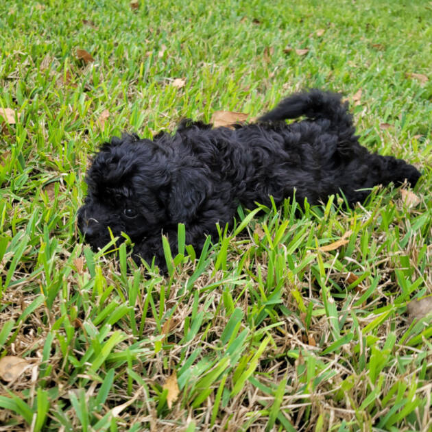 Black-Maltipoo-Puppy (5)