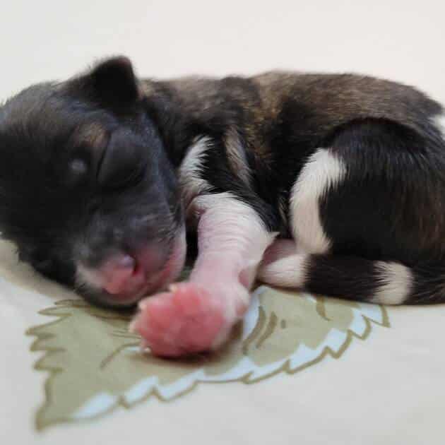 Dark-Brown-Maltipoo-Puppy-Female-For-Sale (2)
