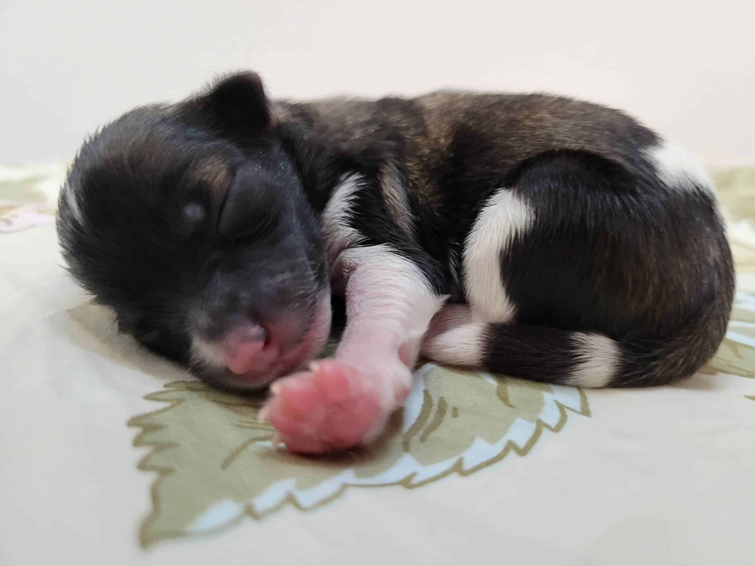 Dark-Brown-Maltipoo-Puppy-Female-For-Sale (2)