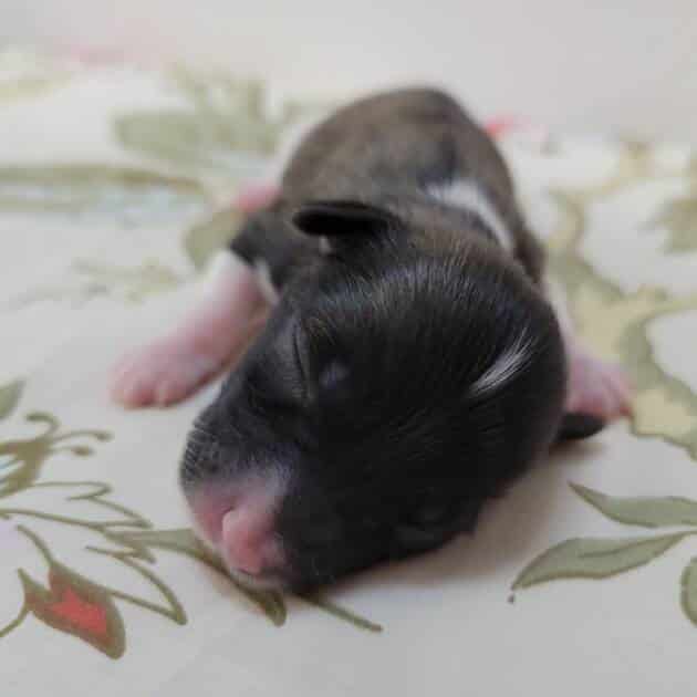 Dark-Brown-Maltipoo-Puppy-Female-For-Sale (3)