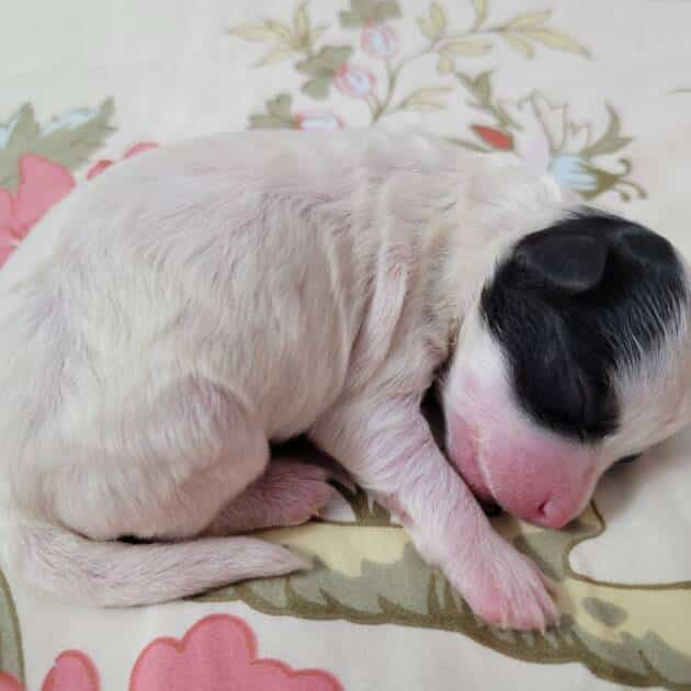 White-Maltipoo-Puppy-For-Sale (1)