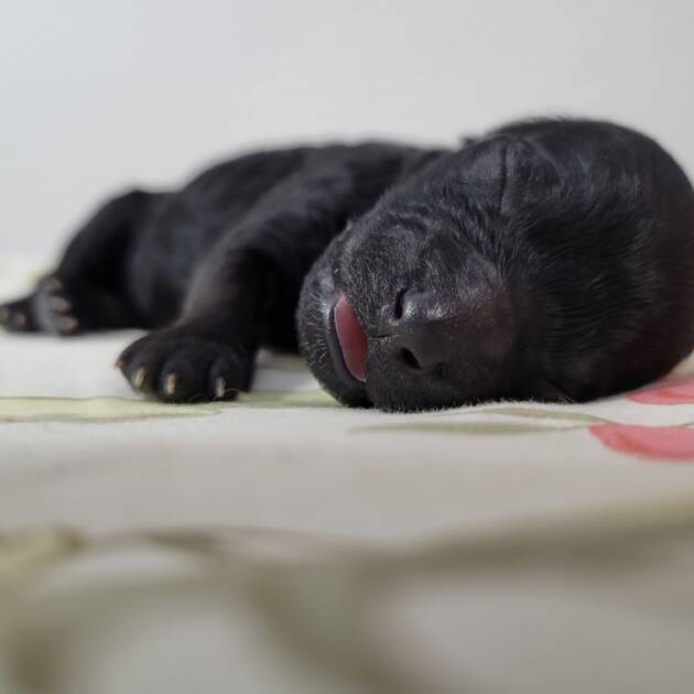 black-maltipoo-puppy-female-for-sale (1)