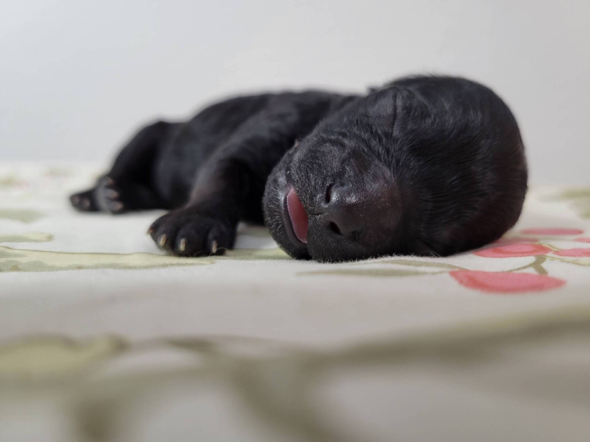 black-maltipoo-puppy-female-for-sale (1)