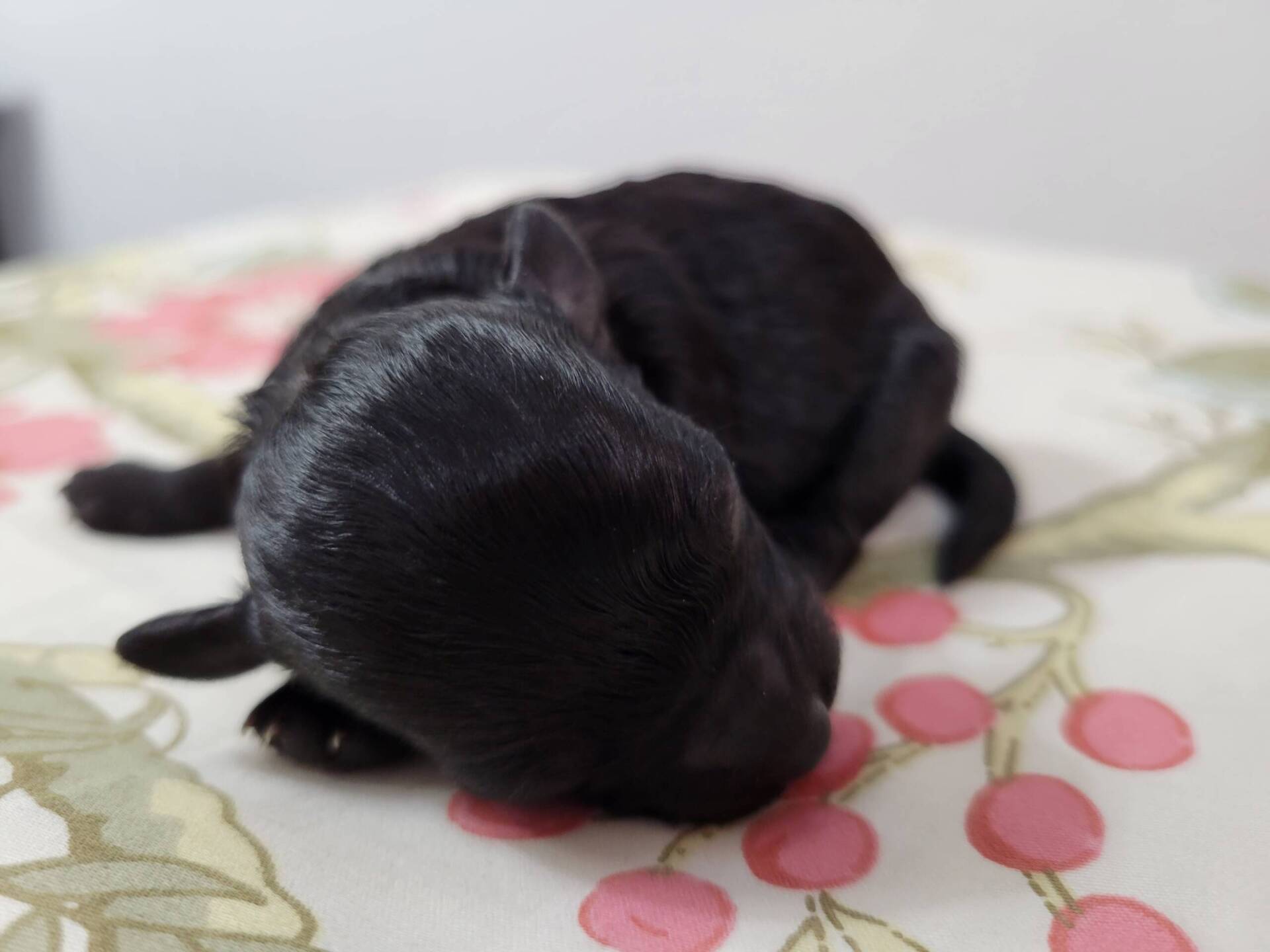 Black Maltipoo Puppy Female For Sale
