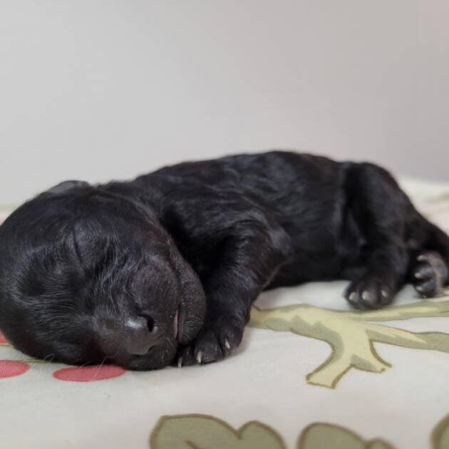 Black Maltipoo Puppy Female For Sale