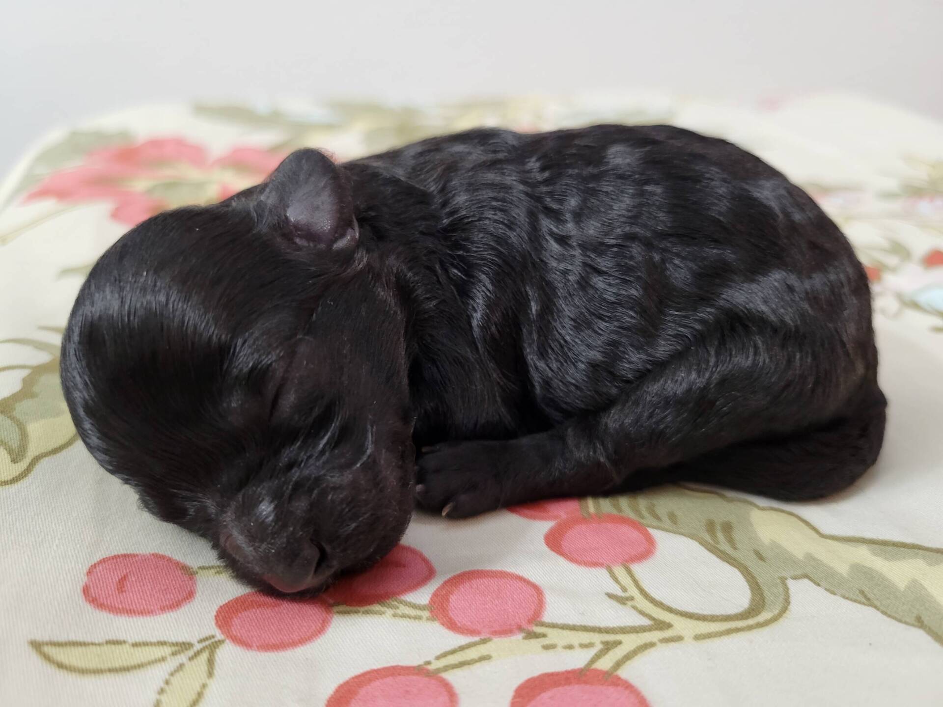 black-maltipoo-puppy-female-for-sale