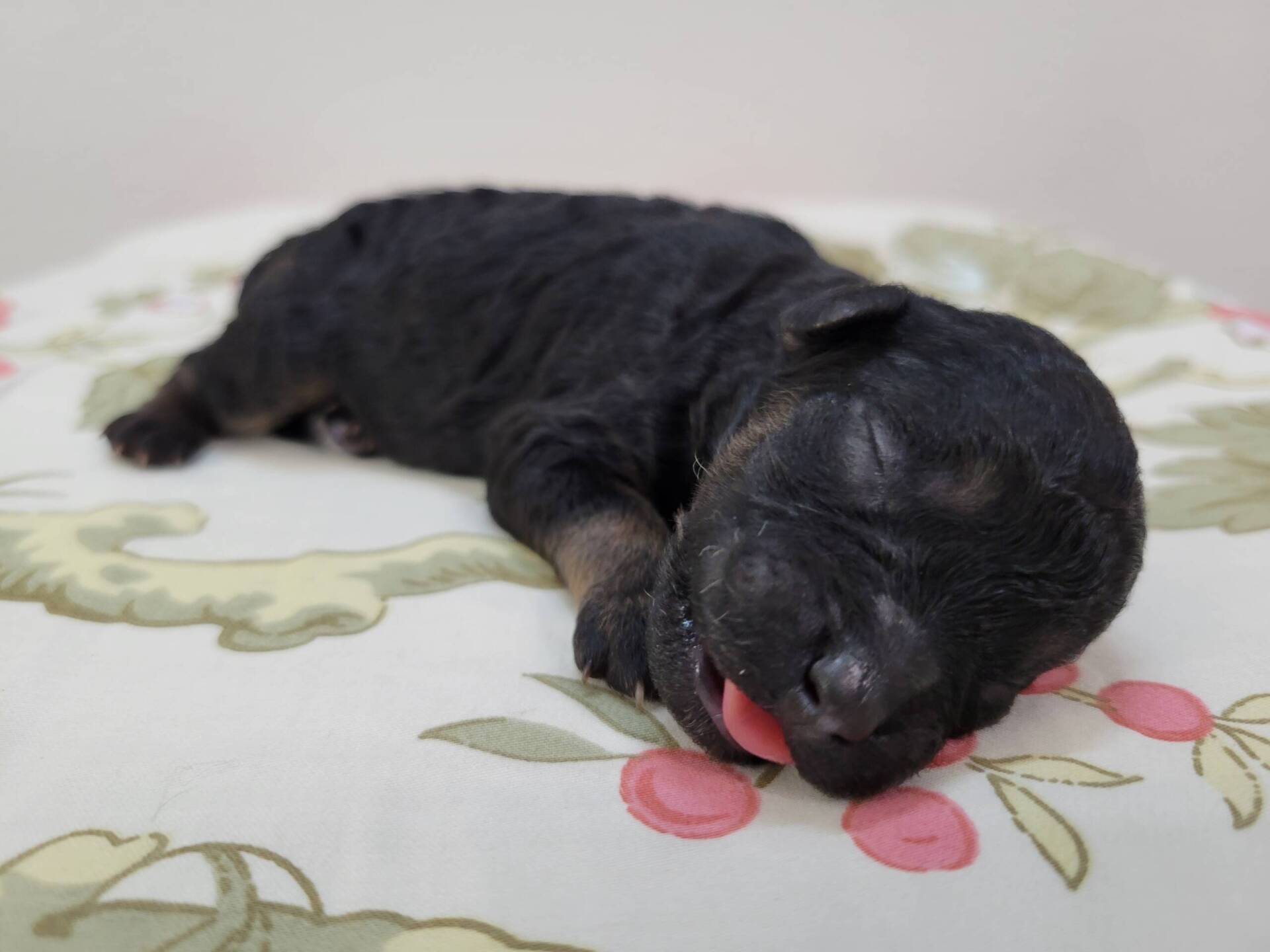Black Maltipoo Puppy Male For Sale