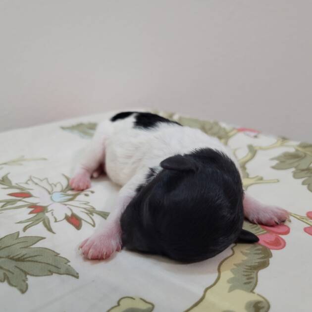 Maltipoo Puppy White And Black Coat For Sale