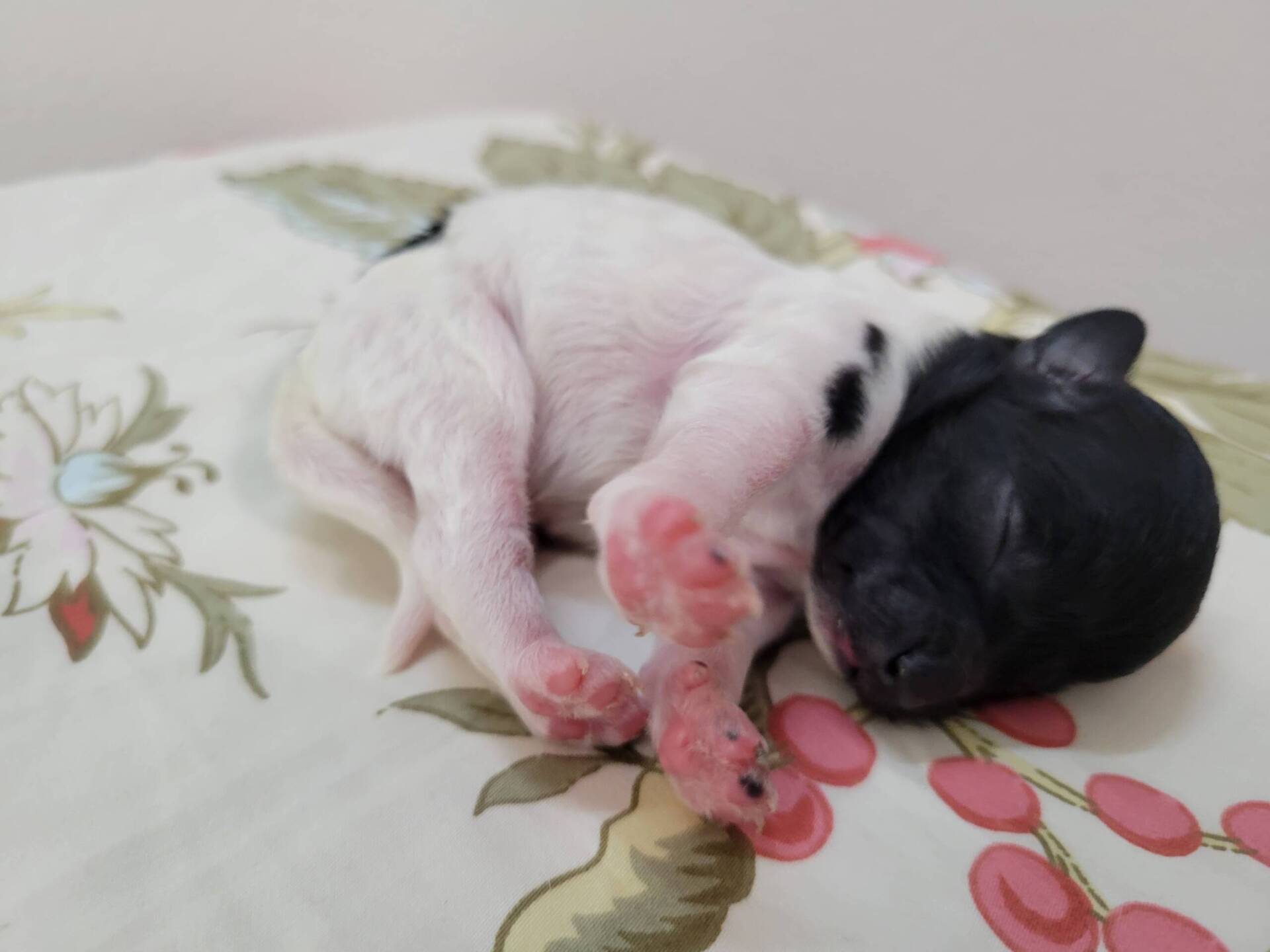 Maltipoo Puppy White And Black Coat For Sale