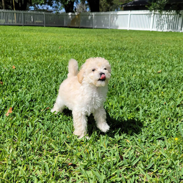 Maple Apricot Maltipoo Puppy (Female) Michele's Puppies & Paws
