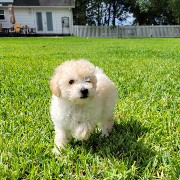 Maple - Apricot Maltipoo Puppy (Female) - Michele's Puppies & Paws