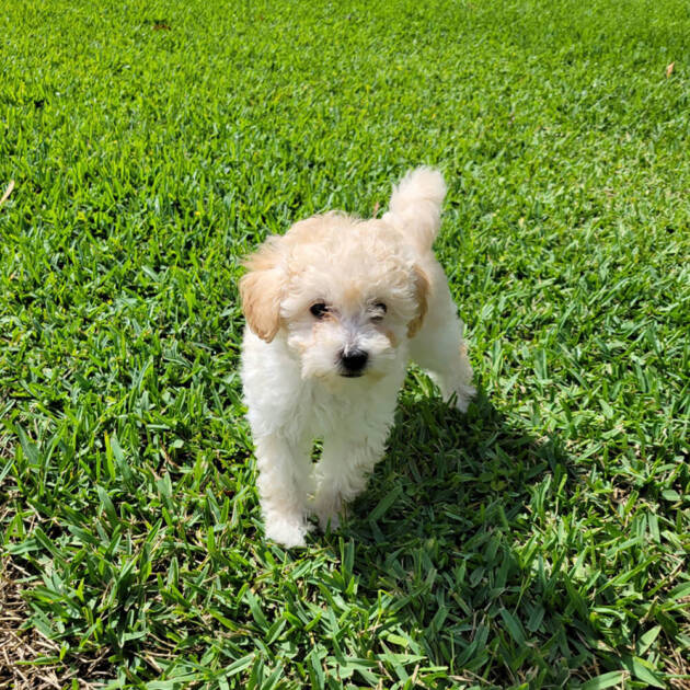 Maple Apricot Maltipoo Puppy (Female) Michele's Puppies & Paws