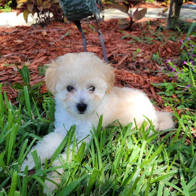 Maple Apricot Maltipoo Puppy (Female) Michele's Puppies & Paws