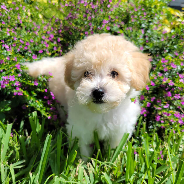 Maple Apricot Maltipoo Puppy (Female) Michele's Puppies & Paws