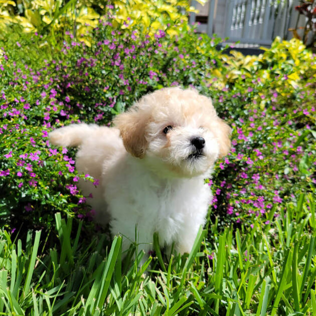 Maple Apricot Maltipoo Puppy (Female) Michele's Puppies & Paws
