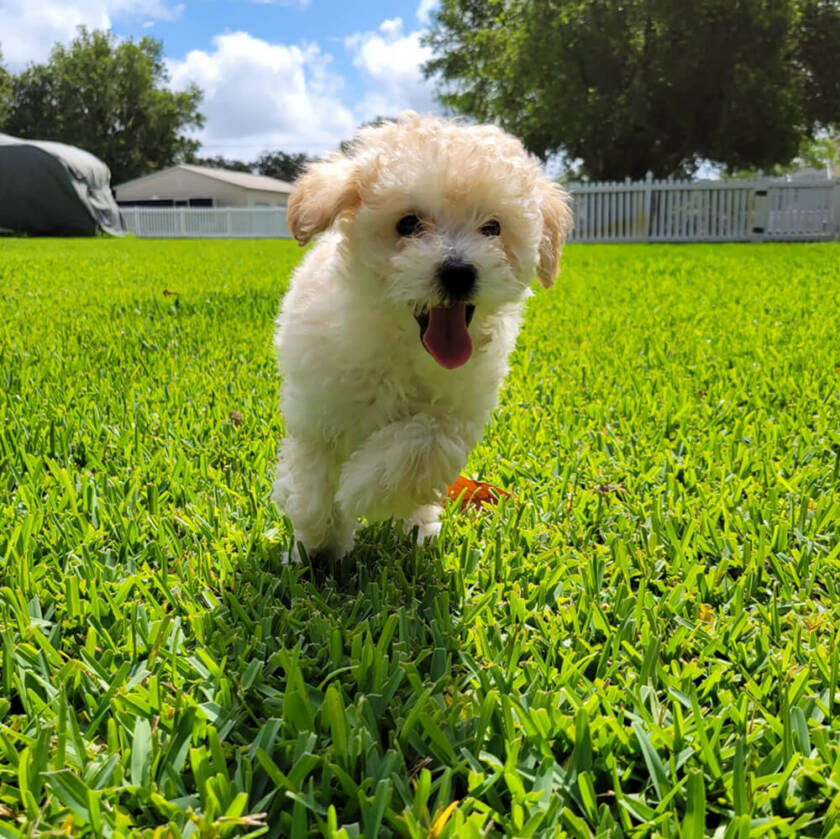 Apricot Maltipoos For Sale Archives Michele's Puppies & Paws