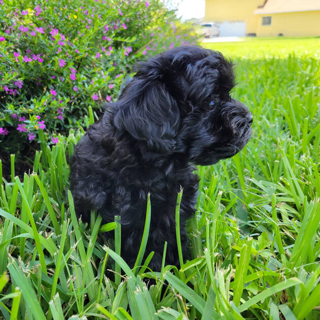 female-black-maltipoo-puppy (4)