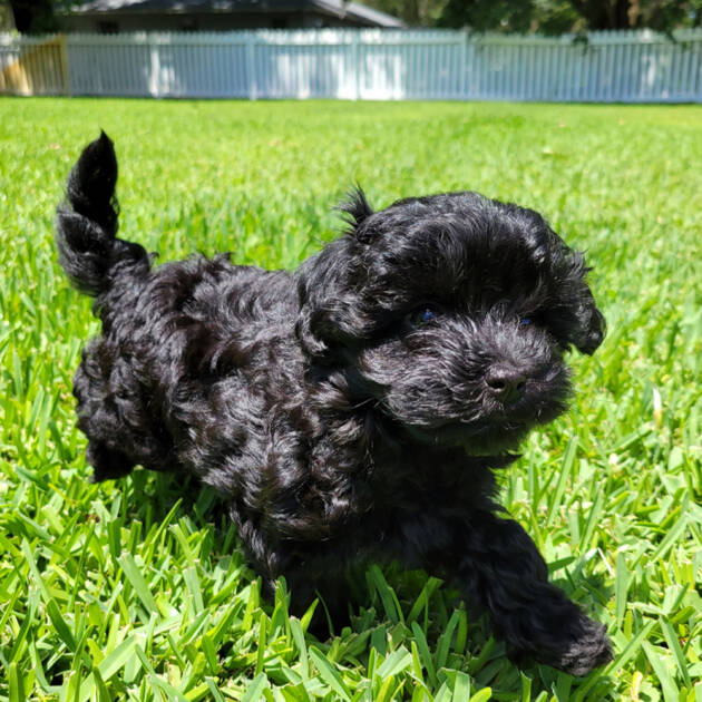 female-black-maltipoo-puppy (6)