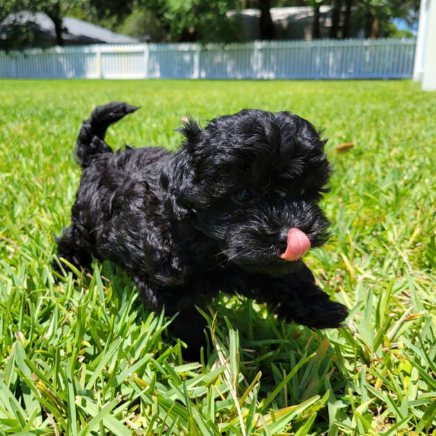female black maltipoo puppy