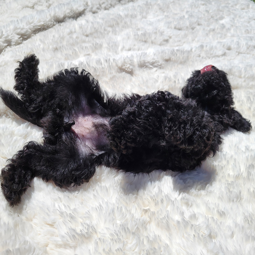 lola-black-maltipoo-puppy-female (11)