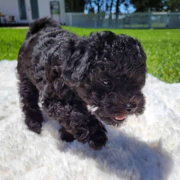black maltipoo puppy