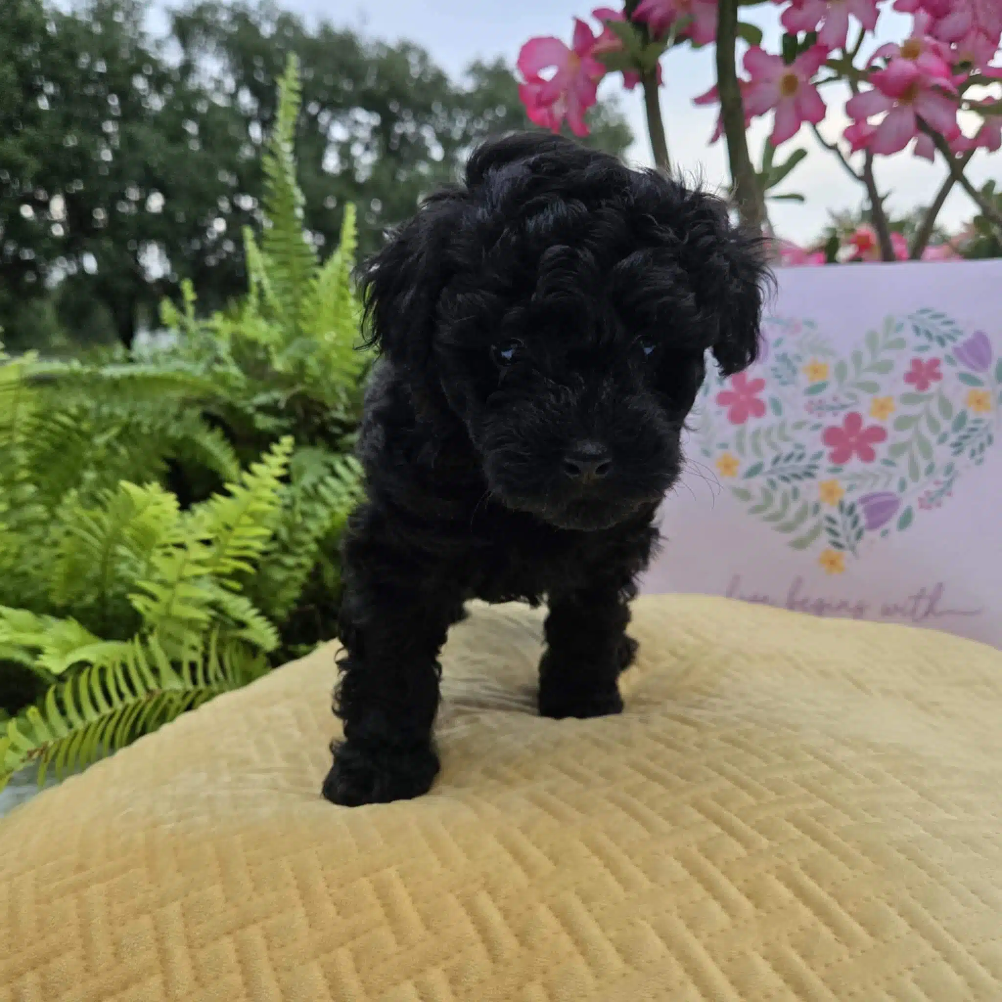 adorable-black-maltipoo-male-puppy-midnight