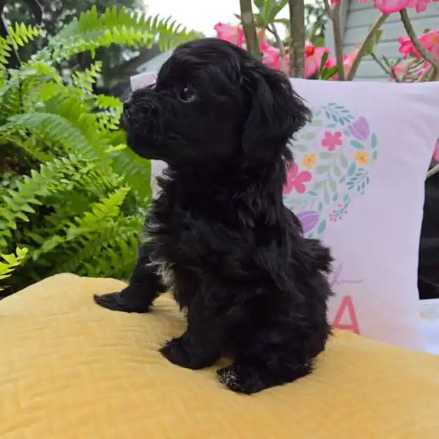 adorable-teacup-black-maltipoo-puppy-curious-look