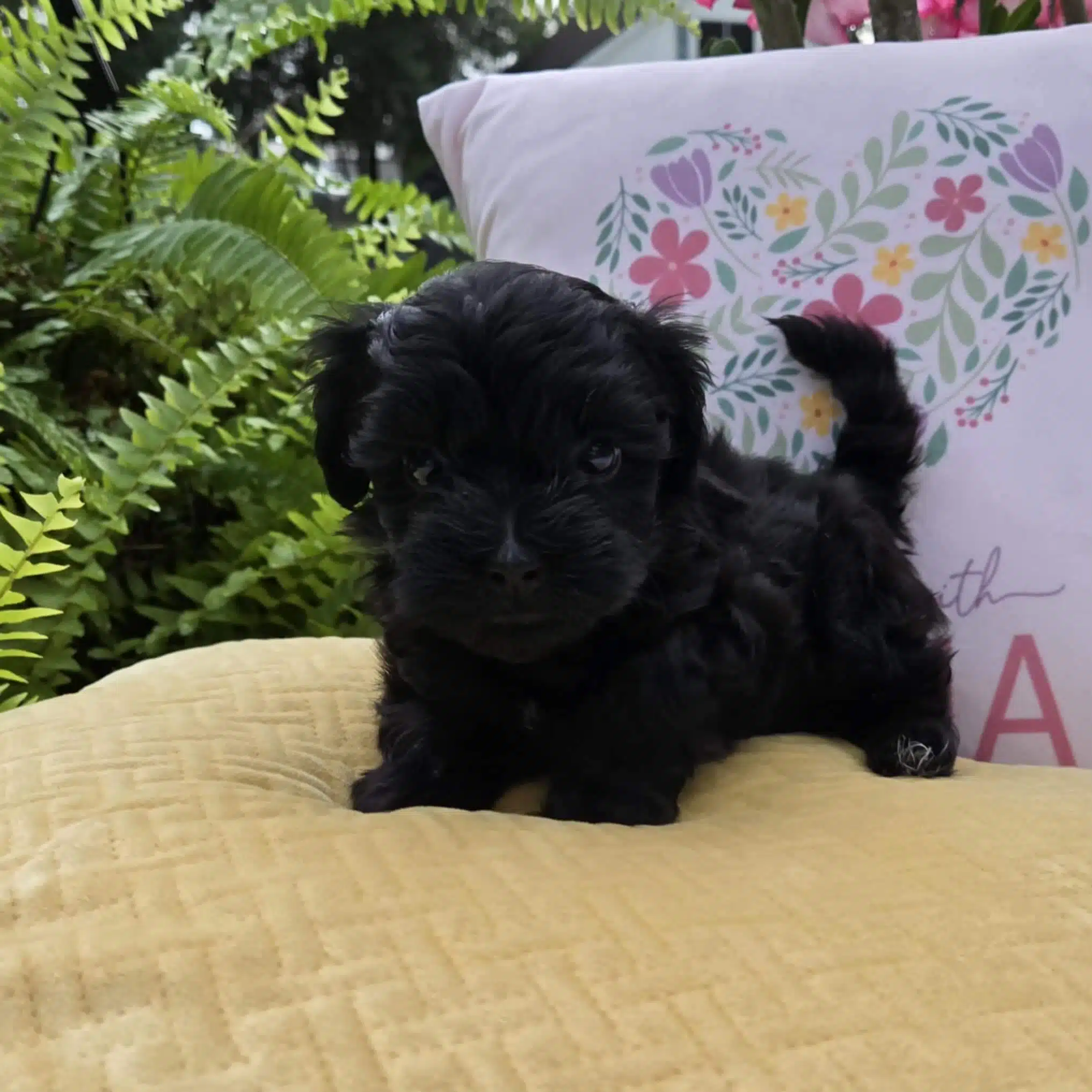 male-teacup-maltipoo-puppy-black-fluffy-fur