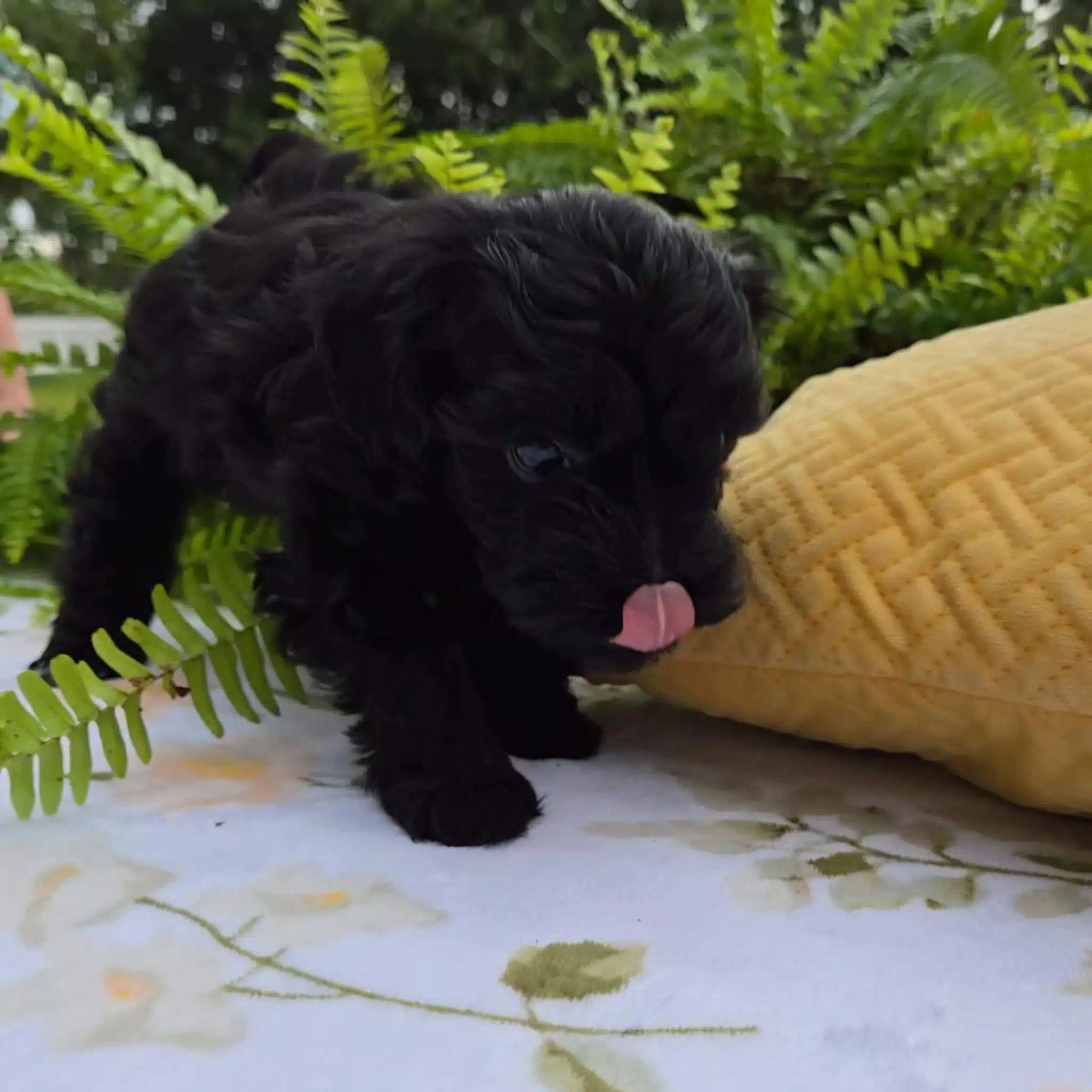 teacup-black-maltipoo-male-puppy-small-size