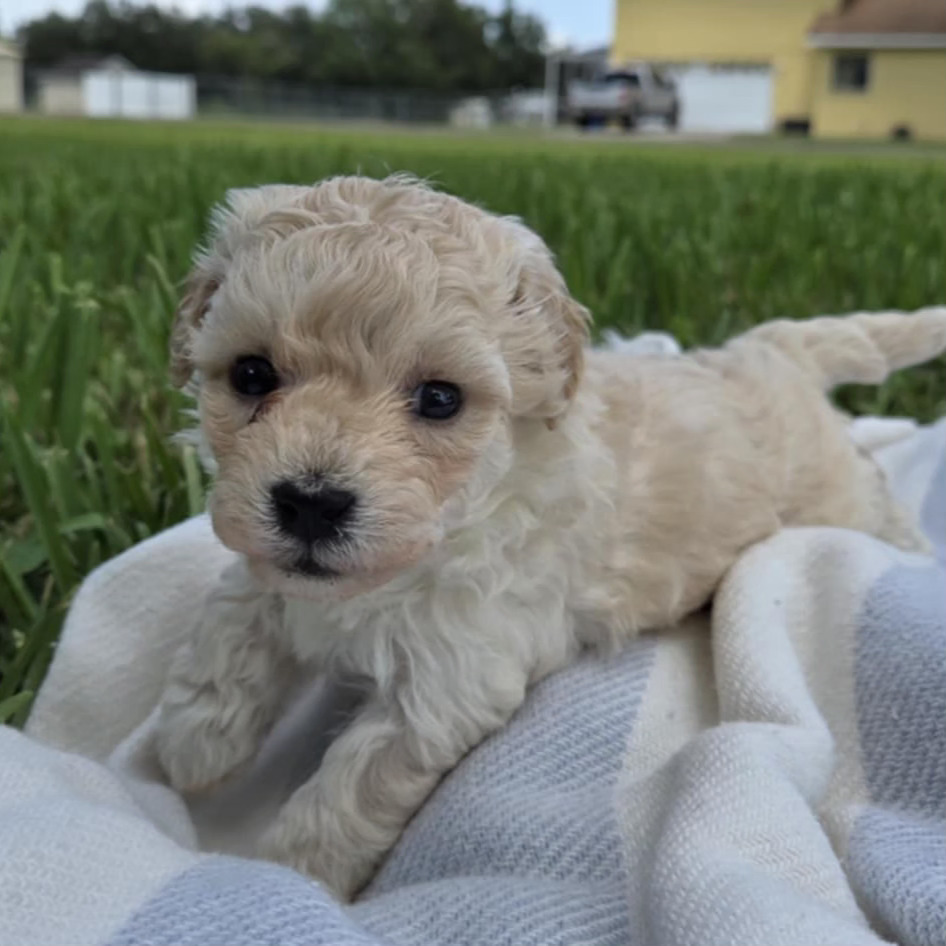Biscuit – Cream Maltipoo Puppy (Male)