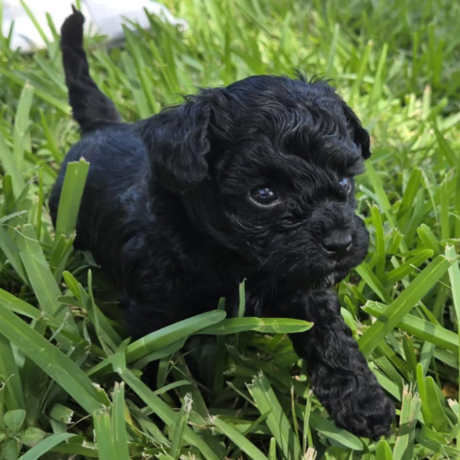 Midnight Prince – Black Maltipoo Puppy (Male)