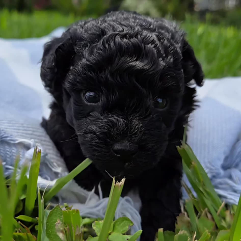 Shadow – Black Maltipoo Puppy (Male)