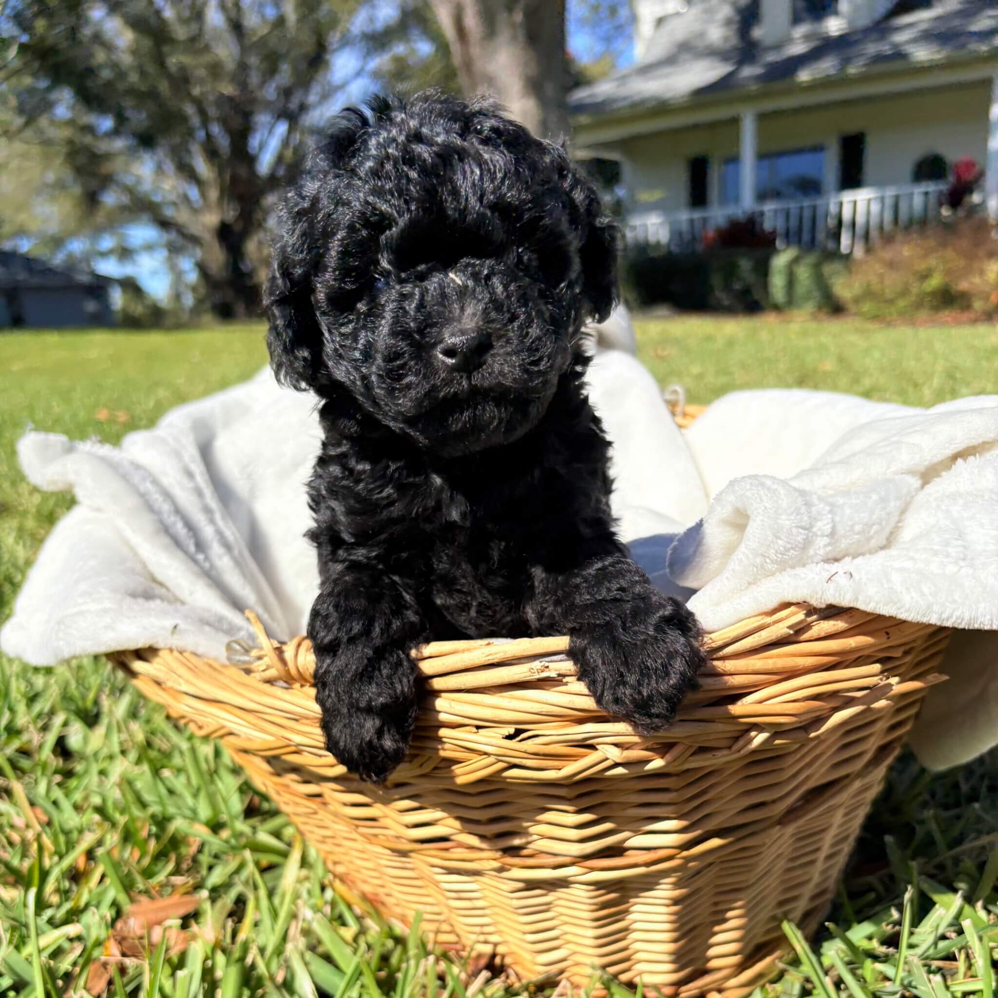 Bean – Black Maltipoo Puppy (Male)