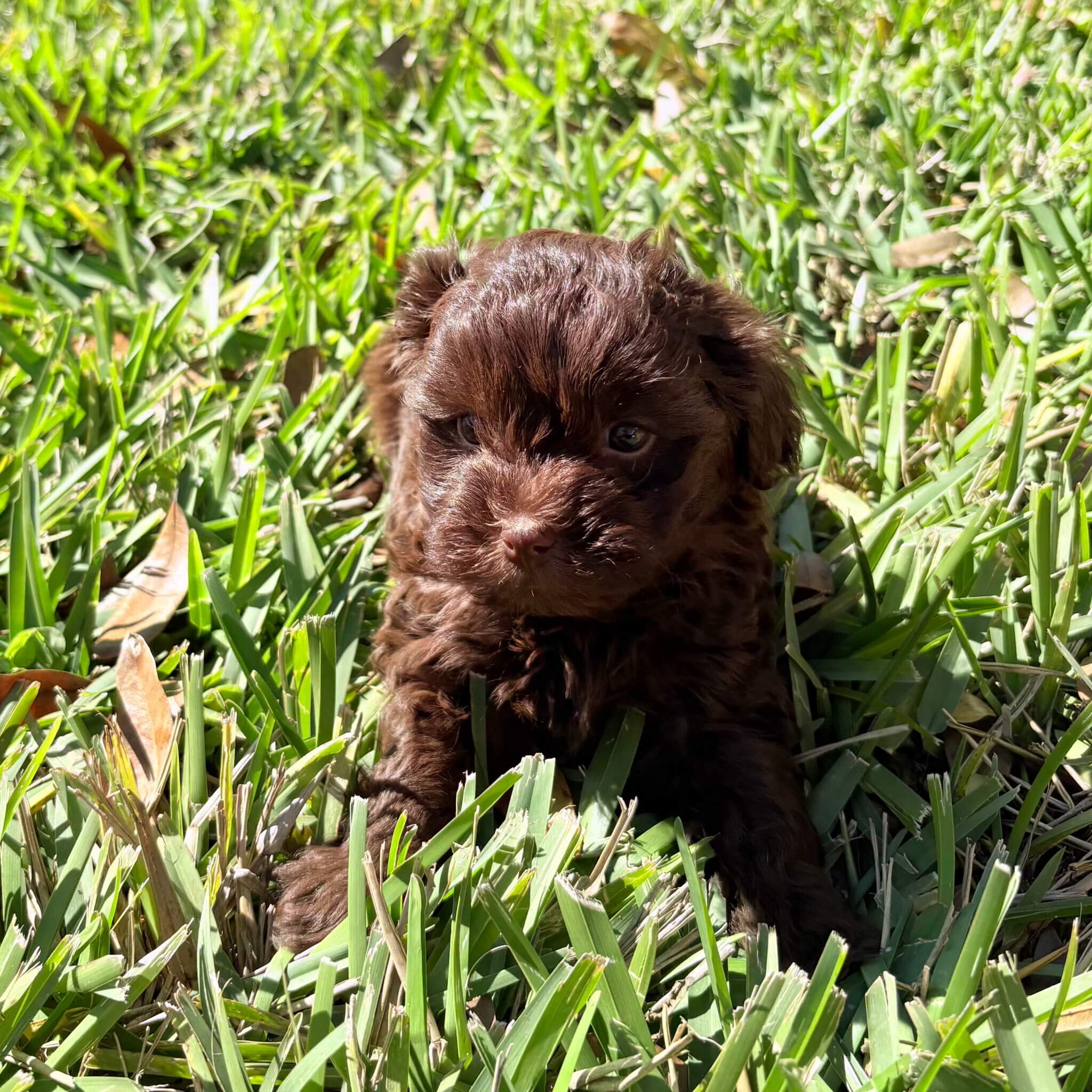 Chocolate – Brown Maltipoo Puppy (Female)