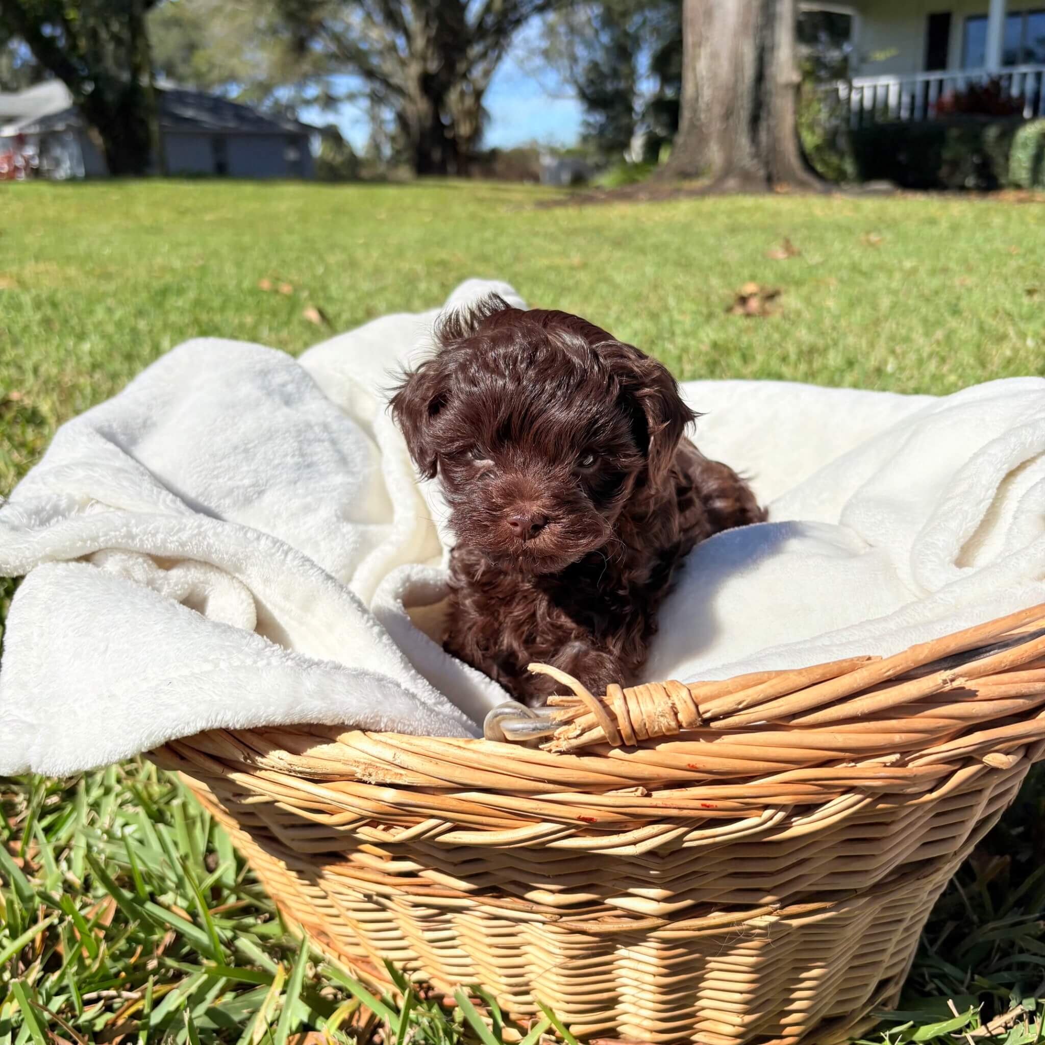 Coco – Brown Maltipoo Puppy (Female)