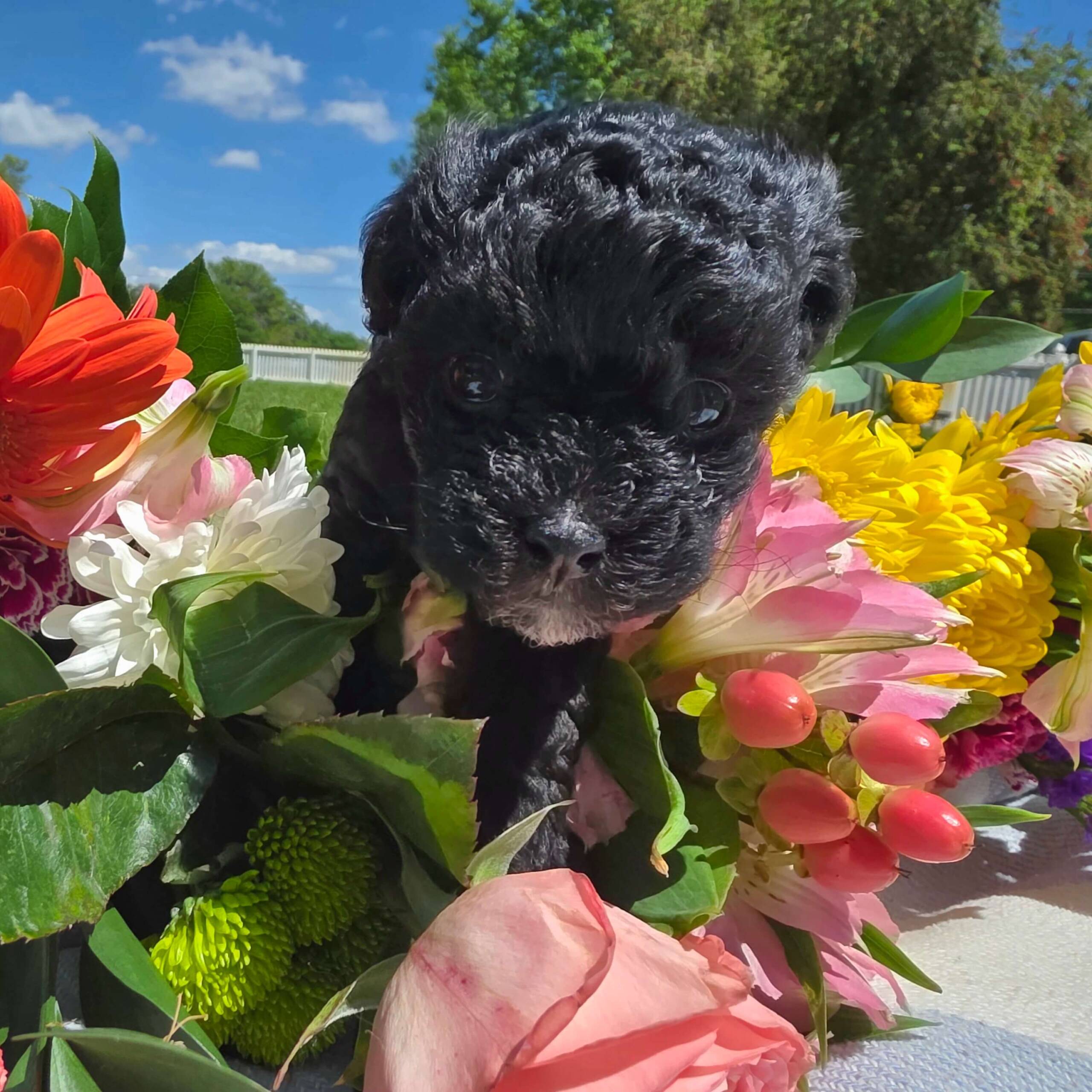 Koda – Black Cream Maltipoo Puppy (Male)