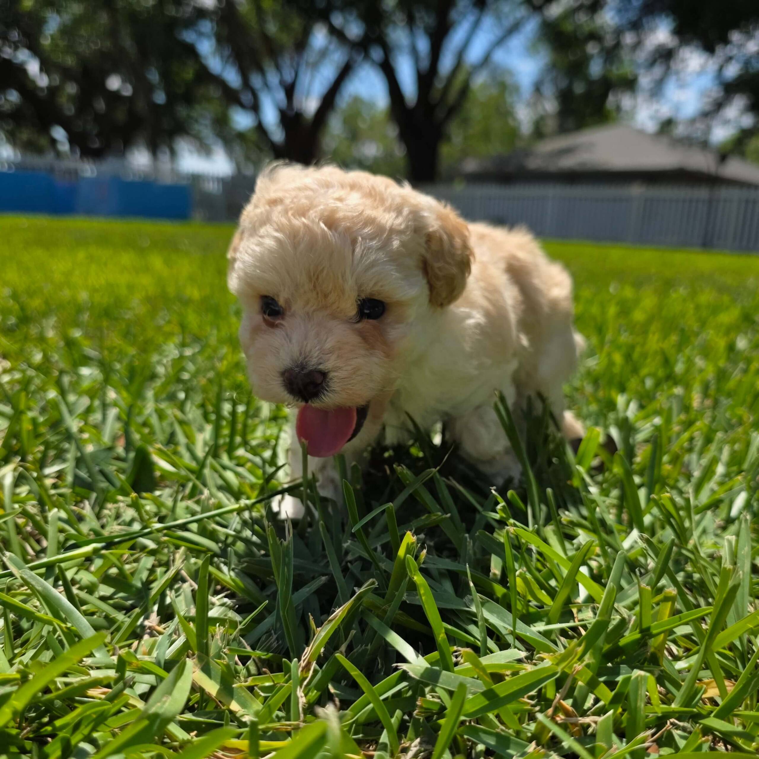 All Puppies - Michele's Puppies & Paws
