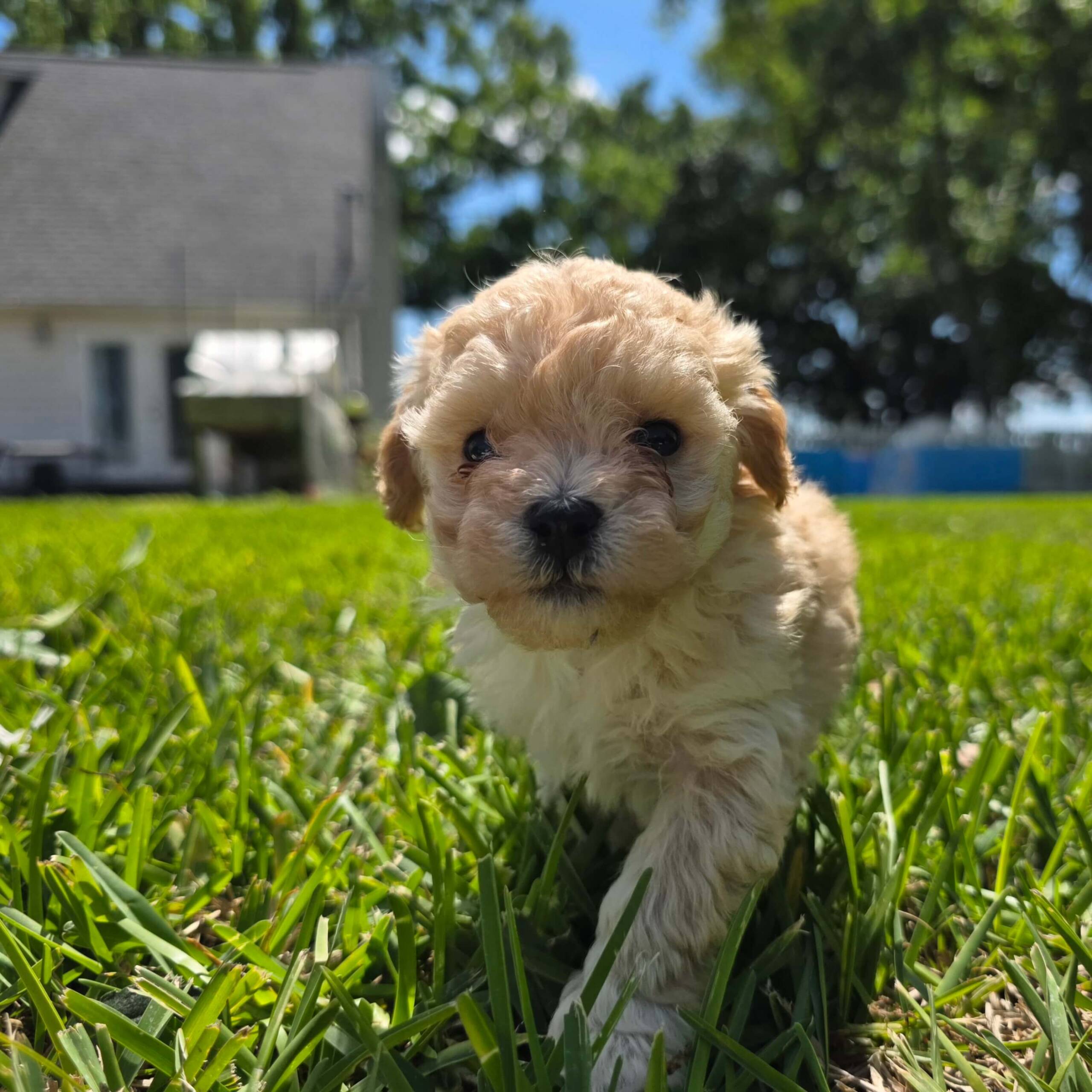 Zephyr – Light Cream Maltipoo Puppy (Male)